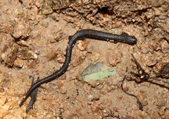 Batrachoseps nigriventris