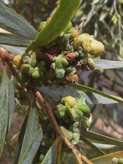 Dasineura glauca