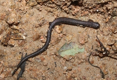 Batrachoseps nigriventris