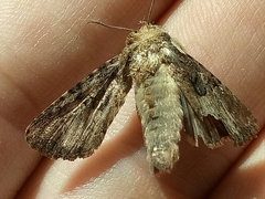 Pericyma cruegeri