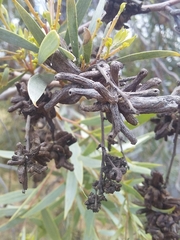 Dasineura glauca