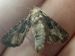 Pericyma cruegeri