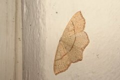 Cyclophora punctaria