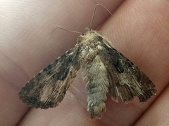 Pericyma cruegeri