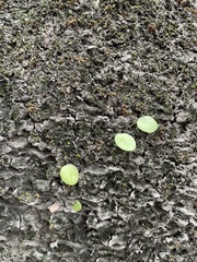 Hydrocotyle verticillata