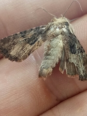 Pericyma cruegeri