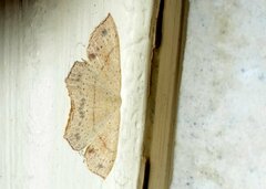 Cyclophora punctaria