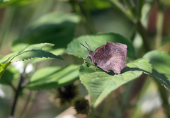 Mahathala ameria