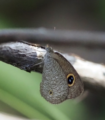 Ypthima arctous arctous