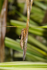 Protambulyx eurycles