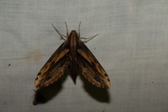 Xylophanes guianensis