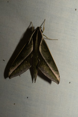 Xylophanes amadis