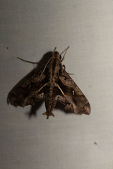 Hemeroplanes triptolemus