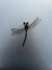 Austrogynacantha heterogena