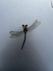 Austrogynacantha heterogena