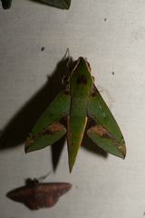 Xylophanes chiron
