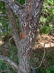 Albizia harveyi