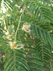 Albizia harveyi