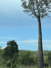 Brachychiton rupestris