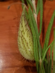 Gomphocarpus tomentosus tomentosus