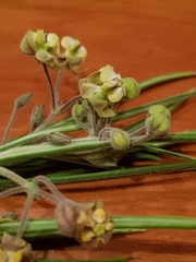 Gomphocarpus tomentosus tomentosus