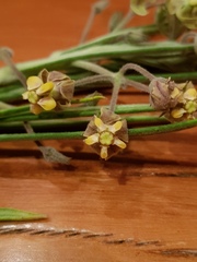 Gomphocarpus tomentosus tomentosus