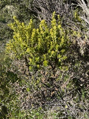 Olearia nummulariifolia