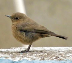 Oenanthe fusca