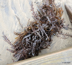 Carpophyllum maschalocarpum