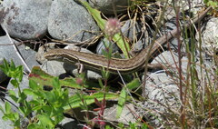 Oligosoma polychroma