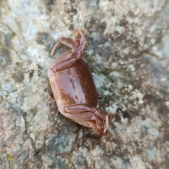 Geothelphusa dehaani