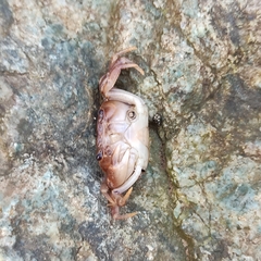 Geothelphusa dehaani