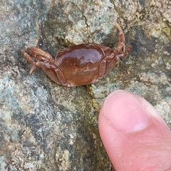 Geothelphusa dehaani