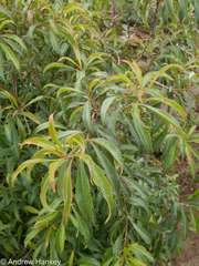 Heteropyxis natalensis