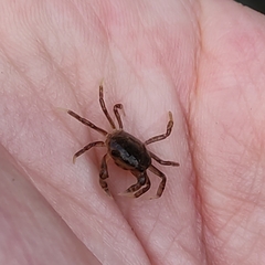 Geothelphusa dehaani