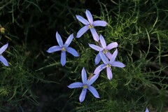 Lithotoma axillaris