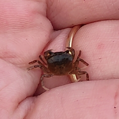 Geothelphusa dehaani