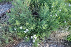 Lithotoma axillaris