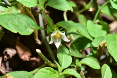 Lycianthes biflora