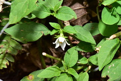 Lycianthes biflora