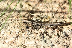 Cryptoblepharus pannosus