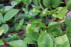 Iambrix salsala salsala