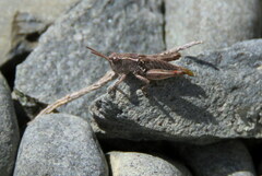 Phaulacridium marginale