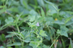 Zizula hylax pygmaea