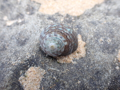 Lunella undulata