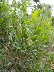 Searsia lucida