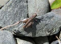 Phaulacridium marginale