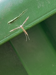 Stenoptilia zophodactylus