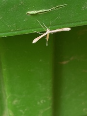 Stenoptilia zophodactylus
