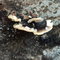 Trametes versicolor